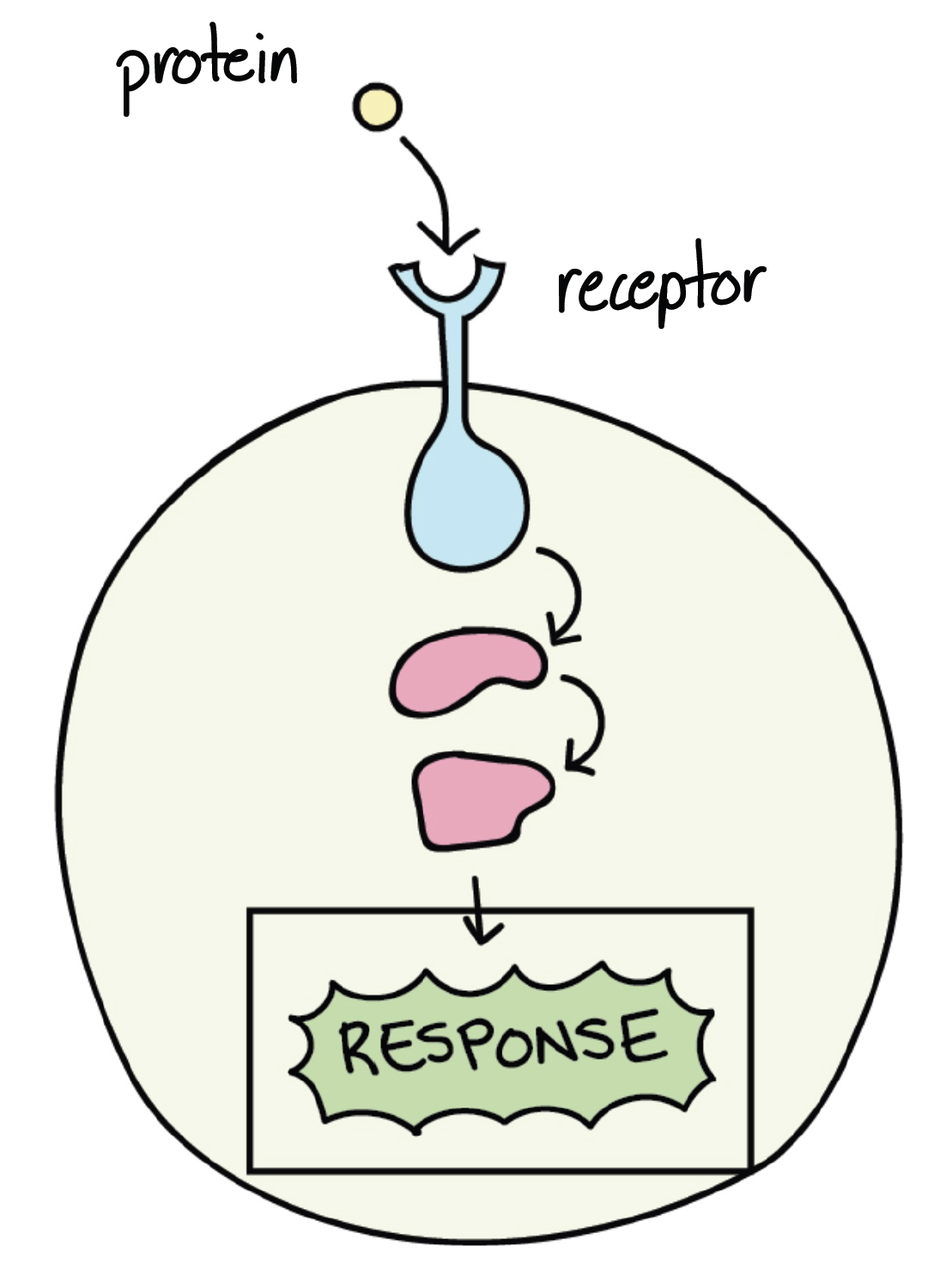 Image demonstrating a simplified example of signal transduction.