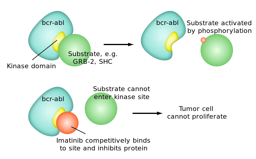 Diagram displaying the mechanism of action of Imatinib.