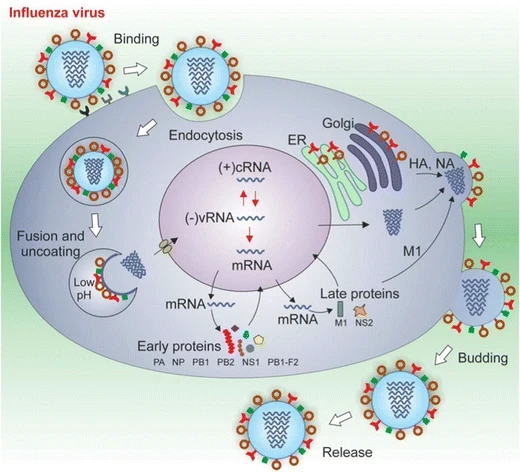 Diagram showing the mechanism by influenza A infects cells.