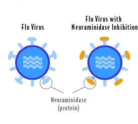 Diagram of the mechanism of action of Tamiflu.